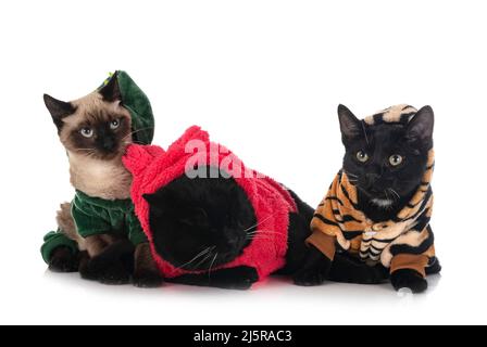 Drei gekleidete Katzen vor weißem Hintergrund Stockfoto