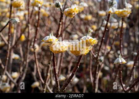 Edgeworthia chrysantha grandiflora, Paperbush Grandiflora, Edgeworthia grandiflora, Thymelaeaceae. Cremefarbene Blüten im frühen Frühjahr. Stockfoto