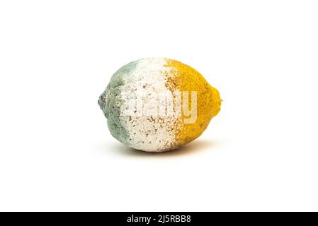 Zitrone bedeckt mit Schimmel auf weißem Hintergrund Stockfoto