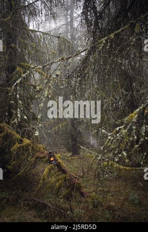 Rustikale alte Öllaterne im Mossy Misty Enchanted Forest Stockfoto