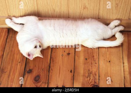 Weiße Katze liegt auf dem Holzboden. Türkische Angora. Van Katze mit blauen und grünen Augen. Entzückende Haustiere, Heterochromie Stockfoto