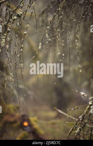Rustikale alte Öllaterne im Mossy Misty Enchanted Forest Stockfoto
