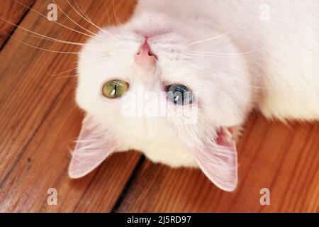 Weiße Katze mit verschiedenfarbigen Augen. Türkische Angora. Eine Van Katze mit blauen und grünen Augen liegt auf einem Holzboden. Entzückende Haustiere, Heterochromie Stockfoto
