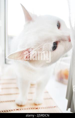 Weiße Katze mit verschiedenfarbigen Augen. Türkische Angora. Van Katze mit blauen und grünen Augen schnuppert den Vorhang. Entzückende Haustiere, Heterochromie Stockfoto