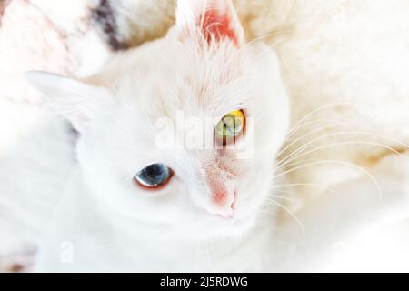 Weiße Katze mit verschiedenen farbigen Augen. Türkische Angora. Van Katze mit blauem und grünem Auge liegt auf dem Bett. Entzückende Haustiere, Heterochromie Stockfoto