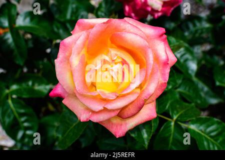 Nahaufnahme einer großen und zarten, leuchtend gelben, orangefarbenen Rosen in voller Blüte in einem Sommergarten, bei direkter Sonneneinstrahlung, mit verschwommenen grünen Blättern in der BA Stockfoto