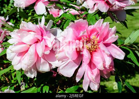 Bush mit zwei großen zarten rosa Pfingstrosen-Blüten in direktem Sonnenlicht, in einem Garten in einem sonnigen Sommertag, schöne Outdoor-Blumen Hintergrund photographe Stockfoto