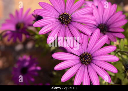 Gänseblümchen am Fluss Stockfoto