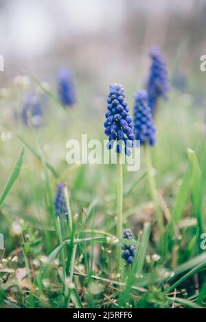 Nahaufnahme einer violetten Traubenhyazinthe in einem Sommergarten Stockfoto