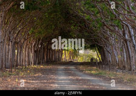 Gerade Landstraße und grüner Wald im Sommer bilden einen Tunnel, Pedasi, Panama, Mittelamerika Stockfoto