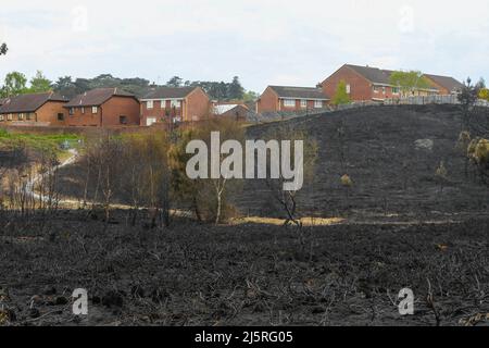 Canford Heath, Poole, Dorset, Großbritannien. 25.. April 2022. Allgemeine Ansicht des geschwärzten verbrannten Bodens bei Canford Heath bei Poole in Dorset, der durch einen riesigen Brand am Sonntag beschädigt wurde. Die Canford-Heide ist die größte Heide in Dorset und die größte Flachlandheide in Großbritannien und beheimatet seltene Arten wie Smooth Snake, Sandechse und Dartford-Walmler. Bildnachweis: Graham Hunt/Alamy Live News Stockfoto