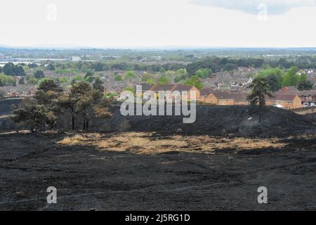 Canford Heath, Poole, Dorset, Großbritannien. 25.. April 2022. Allgemeine Ansicht des geschwärzten verbrannten Bodens bei Canford Heath bei Poole in Dorset, der durch einen riesigen Brand am Sonntag beschädigt wurde. Die Canford-Heide ist die größte Heide in Dorset und die größte Flachlandheide in Großbritannien und beheimatet seltene Arten wie Smooth Snake, Sandechse und Dartford-Walmler. Bildnachweis: Graham Hunt/Alamy Live News Stockfoto