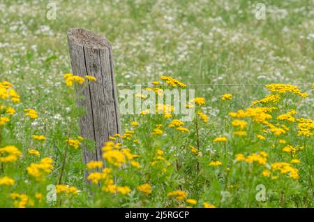 Tanacetum vulgare, gewöhnliche gelbe Blütenpracht und hölzerner Zaunpfahl auf einer Wiese auf dem Land Stockfoto