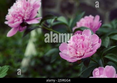 Pinke Erbstück Pfingstrosen im Peony Garden der University of Michigan in Nichols Arboretum, Ann Arbor, Michigan Stockfoto