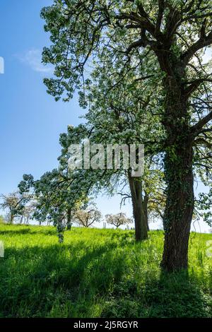 Obstbäume im Frühjahr (Deutschland) Stockfoto