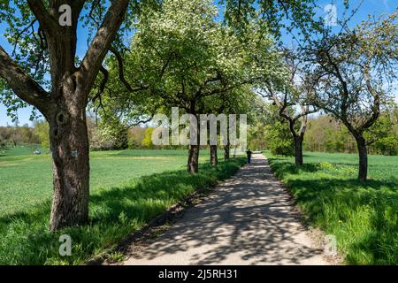 Frühling im Südwesten Deutschlands Stockfoto