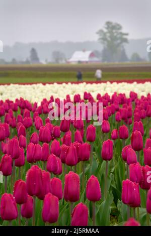 Deep Red Skagit Valley Tulpen. Ein Feld mit bunten Tulpen im Skagit Valley, Bundesstaat Washington. Stockfoto