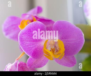 Nahaufnahme der Orchideenknospe von Phalaenopsis. Violette Fliederblume mit gelbem Zentrum. Orchideen Hintergrund. Ein seltener schöner Anblick. Botanik Pflanze im Gewächshaus. Stockfoto