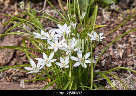 Doldenstern, lateinisch Ornithogalum umbellatum, mit weißen sternförmigen Blüten und grasartigen grünen Blättern, auch Stern von Bethlehem genannt Stockfoto