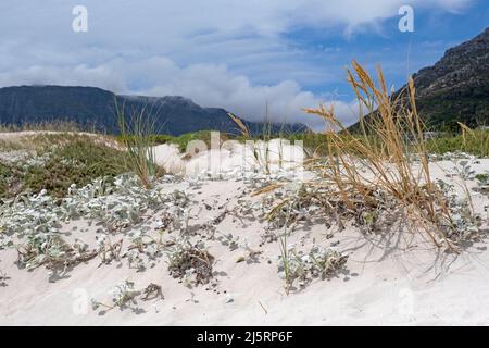 Sukkulenten und andere Vegetation in den Sanddünen in Hout Bay / Houtbaai bei Kapstadt / Kaapstad, Western Cape Province, Südafrika Stockfoto