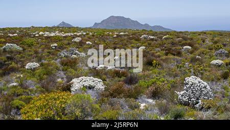 Fynbos-Vegetation und Blumen am Kap der Guten Hoffnung im Table Mountain National Park, Western Cape Province, Südafrika Stockfoto