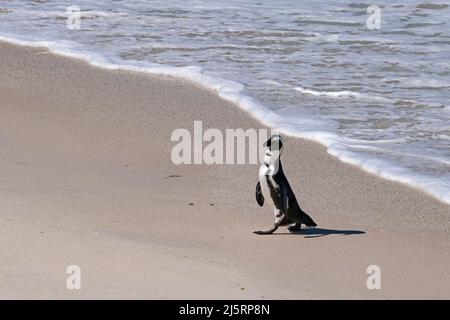Kappinguine / südafrikanische Pinguinkolonie (Spheniscus demersus) am Boulders Beach, Simon's Town, Westkap, Südafrika Stockfoto