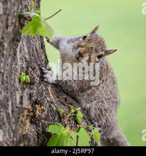 London, Großbritannien. 25. April 2022. Ein neugieriges kleines Eichhörnchen klettert neugierig auf die Kamera zu, um das Objektiv zu überprüfen und zu sehen, ob es heute Nachmittag im St. James's Park etwas zu essen geben könnte. Kredit: Imageplotter/Alamy Live Nachrichten Stockfoto