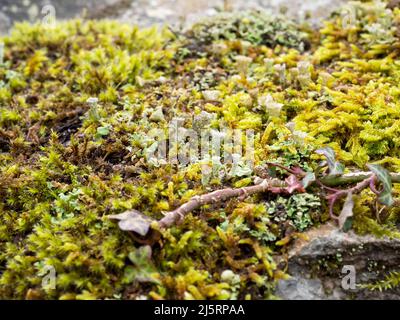 Flechten an einer Wand in Ambleside, Lake District, Großbritannien. Stockfoto