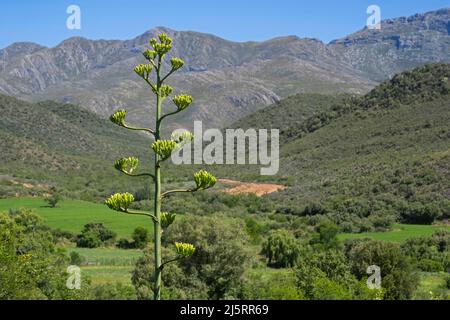 Century Pflanze (Agave americana), invasive Sukkulente am Swartberg Pass, der über die Swartberg Bergkette, Western Cape Province, Südafrika, führt Stockfoto