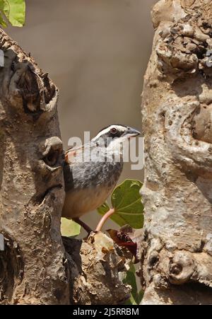 Streifenkopfsparrow (Peucaea ruficauda ruficauda) Erwachsener, der in einer Gabelung im Baum Costa Rica sitzt März Stockfoto