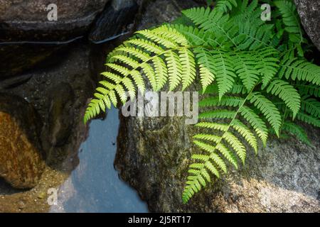 Das Flussbett in einem Himalaya-Regenwald mit einem Farnpaar gehört zu einer Gruppe von Gefäßpflanzen mit Xylem und Phloem Stockfoto