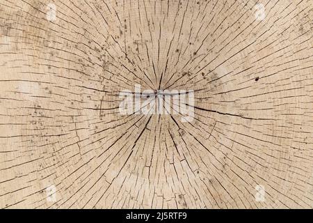 Ein Detail über die Mitte eines Schnittbaums Stockfoto