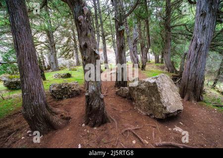 Geheimnisvolle Waldlandschaft zwischen Wacholderbäumen auf dem Weg, Sabinar Soria. Stockfoto
