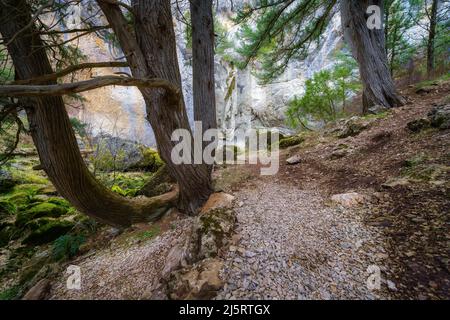 Verzauberte Waldlandschaft mit Pfad zwischen den Bäumen in einer geheimnisvollen Umgebung. Stockfoto