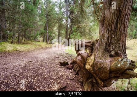 Riesiger, verdrehter Baum auf dem Pfad des geheimnisvollen Wacholderwaldes, Sabinar Soria. Stockfoto