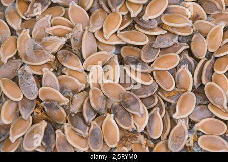 Rohe Kürbiskerne. Organisch Frische Kürbiskerne Vollformat Abstrakter Hintergrund. Stockfoto