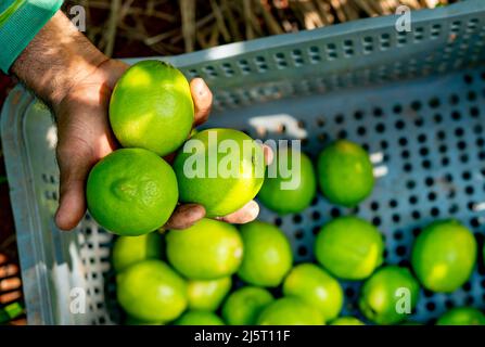 Agroforstsystem, Mann Hände Kommissionierung Limes auf einer Plantage, Limes in Box Stockfoto