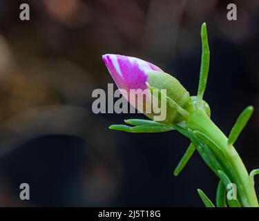 Ein Bud von Moss Rose Stockfoto
