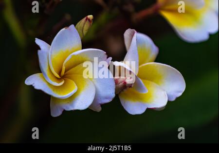 Frangipani Blume mit Knospen im Garten blüht Stockfoto