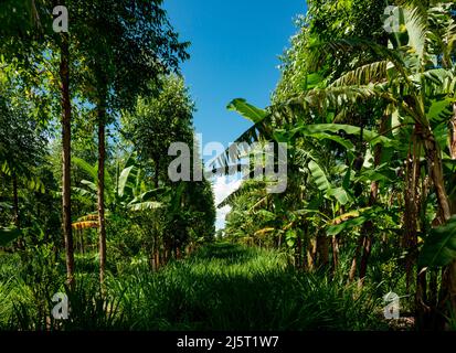 Gemeinsames Waldsystem, Agroforstwirtschaft, in der Bananen- und Eukalyptusansicht Stockfoto