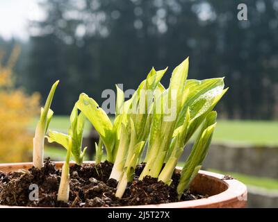 Nahaufnahme von jungen Hostasprossen oder Blättern, die im Frühjahr entstehen - Topfpflanzen Blumenbeet Landschaftsgestaltung Hinterhof; Hostas junge Triebe. Hosta im Frühjahr Stockfoto
