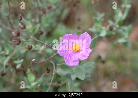 Einzelne rosa Rockrose (Cistaceae) Blume mit Seidenpapier wie Blütenblätter. In der Mitte ein leuchtend gelbes Staubgefäß. Weiche Fokus Blätter und Äste Stockfoto