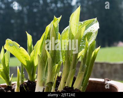 Spring Hosta Triebe von Topfpflanzen, neue grüne Triebe aus dem Boden stoßen; schöner Garten im Hintergrund Stockfoto