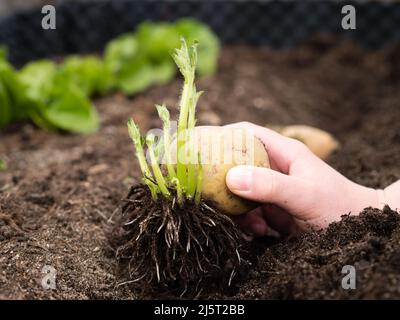 Im erhöhten Gartenbeet von Hand frische gekeimte Kartoffelknollen in den Boden Pflanzen Stockfoto