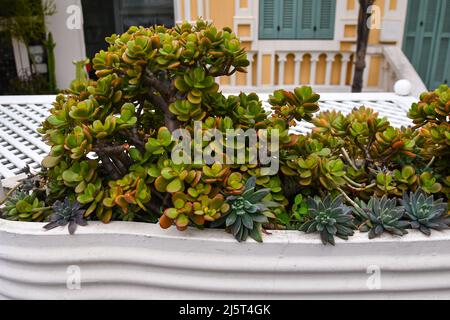 Nahaufnahme von Crassula Sukulenten in einem weißen Topf auf der Terrasse eines Hauses, Sanremo, Imperia, Ligurien, Italien Stockfoto