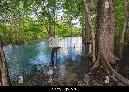 Ginnie Springs ist eine Süßwasserquelle mit einer Stärke von 2., die sich entlang des Santa Fe River in Nord-Zentral-Florida befindet. Stockfoto