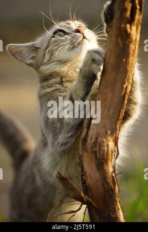 Eine schöne junge Katze kratzt ihre Krallen an einem Traubenstamm im Garten. Natürlicher Kratzbaum. Stockfoto