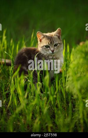 Schöne Schildkrötenschellenkatze sitzt in hohem grünen Gras in einem Frühlingsgarten. Stockfoto