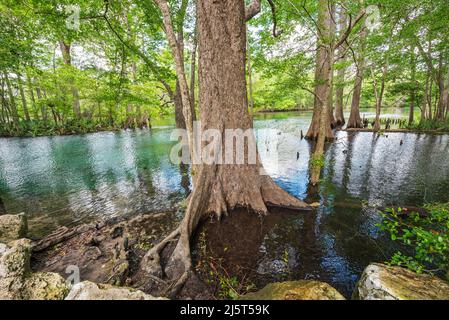 Ginnie Springs ist eine Süßwasserquelle mit einer Stärke von 2., die sich entlang des Santa Fe River in Nord-Zentral-Florida befindet. Stockfoto