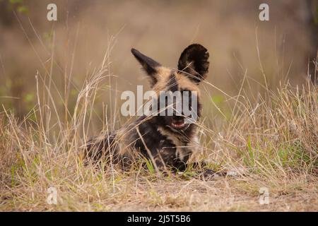 Der African Wid Dog, auch Painted Dog oder Painted Wolf genannt, ist eine der am stärksten gefährdeten Säugetiere der Welt Stockfoto